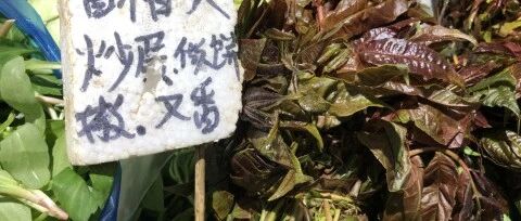 144元/斤！这个菜贵上热搜！沈阳的价格......