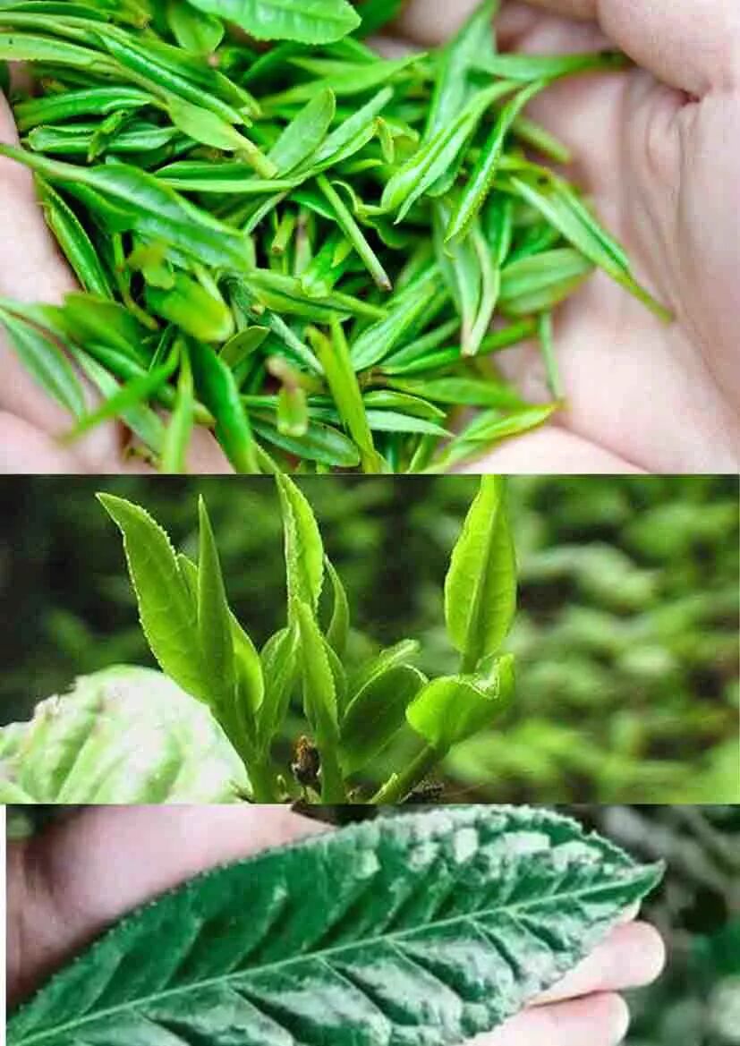 也包括大叶种,中叶种,也就是说大叶种的鲜叶可以做绿茶也可以做普洱茶