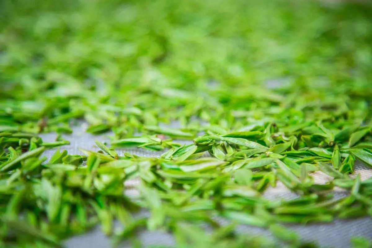 生普屬於綠茶嗎?丨2018第九屆東北(瀋陽)國際茶文化博覽會