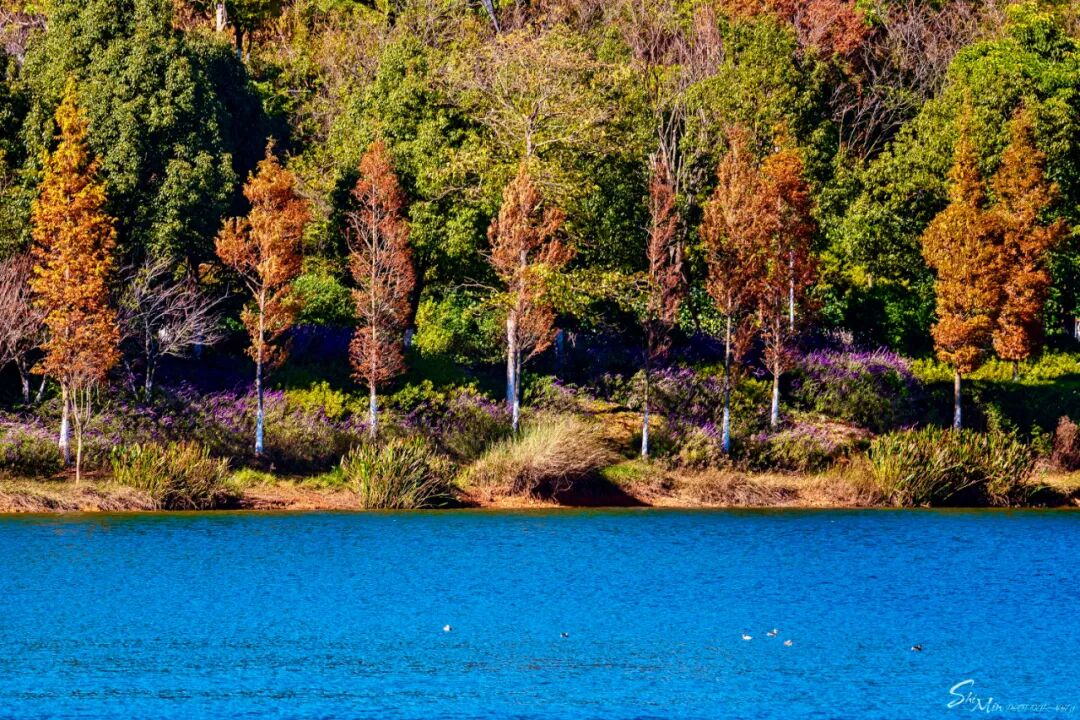易门龙泉公园生态旅游景区:天清水碧丹枫艳,初冬佳景胜春华_易门县融