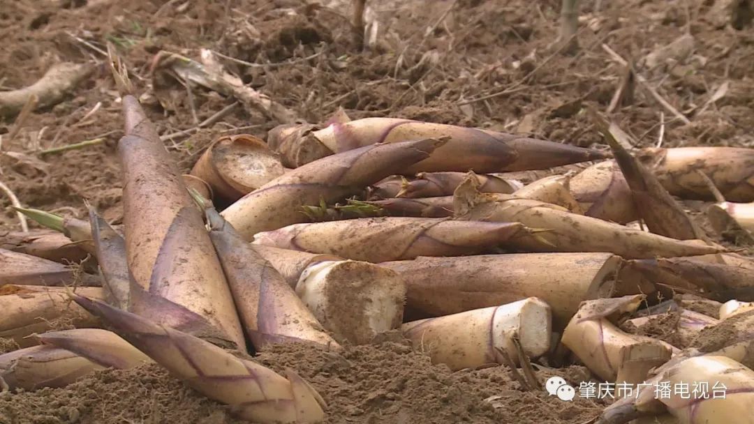 德慶故事丨德慶高良富筍搶鮮上市筍農喜迎豐收時