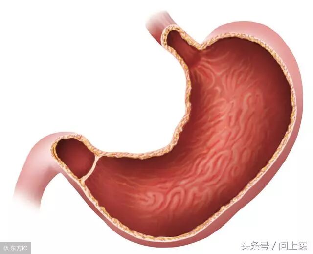 胃下垂到底是怎麼回事？怎樣治療才能讓胃恢復正常？_健康問上醫- 微文庫