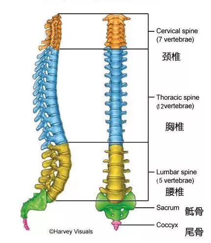 9个简单的瑜伽体式--灵活脊柱，越活越年轻（收藏级）