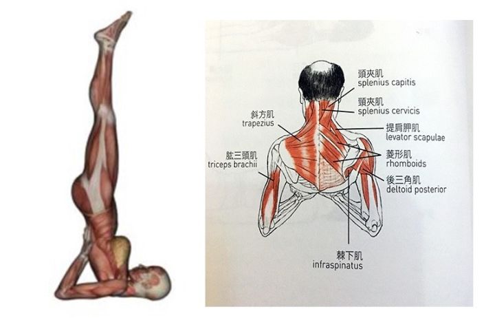 瑜伽肩倒立的6大解剖要点，最后一点尤其重要！