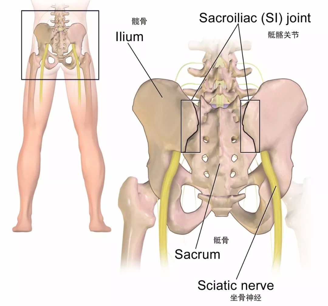 腰痛，屁股痛，腹股沟痛？可能是你的骶髂关节出问题啦！