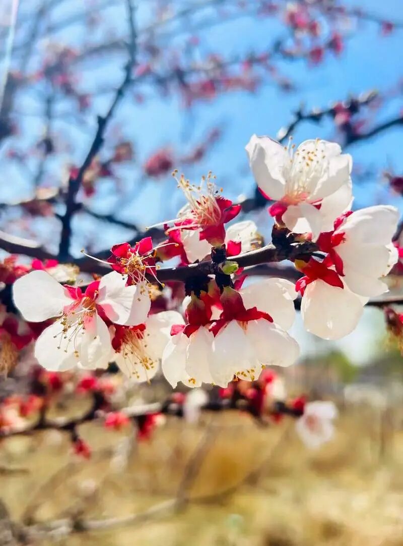 杏花1.jpeg