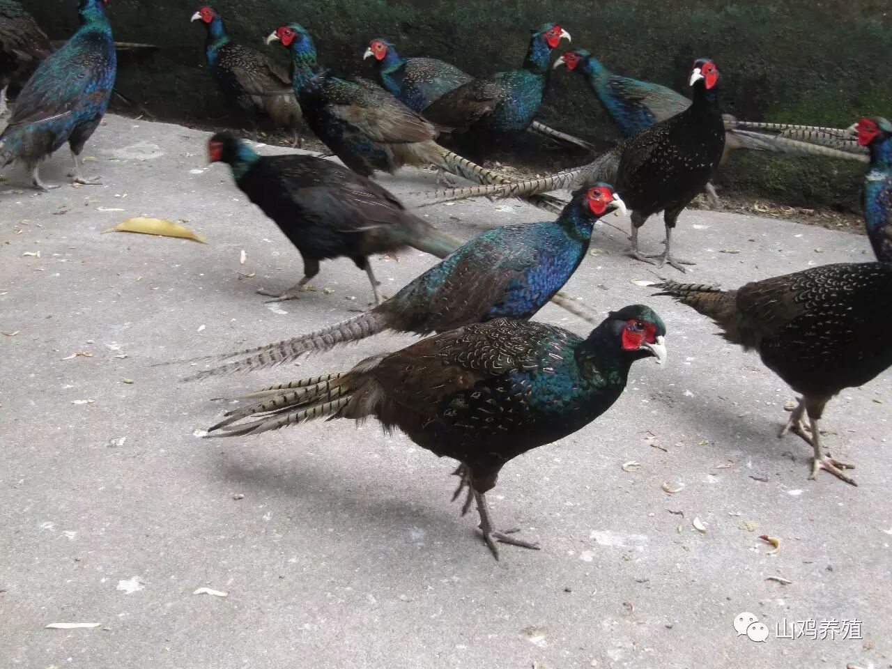 招宝农庄养殖的孔雀蓝山鸡