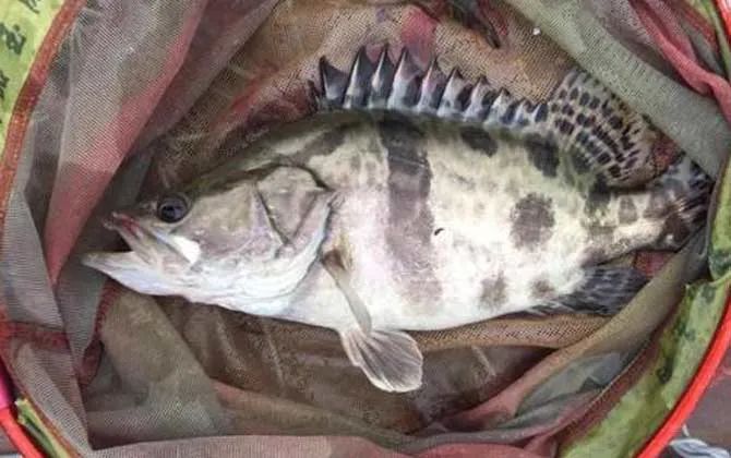 路亞亮片適合釣什么魚？