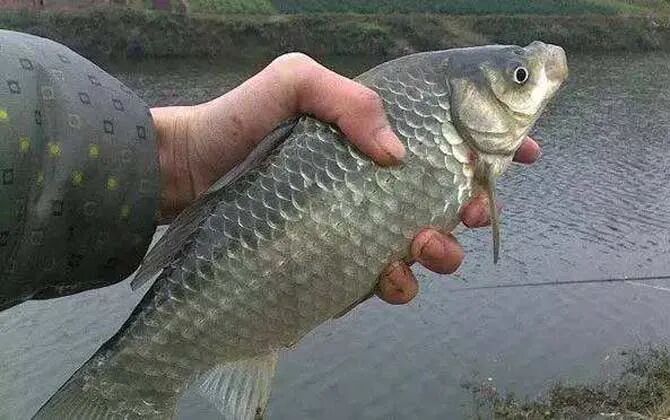 野钓鲫鱼需要打频率吗？