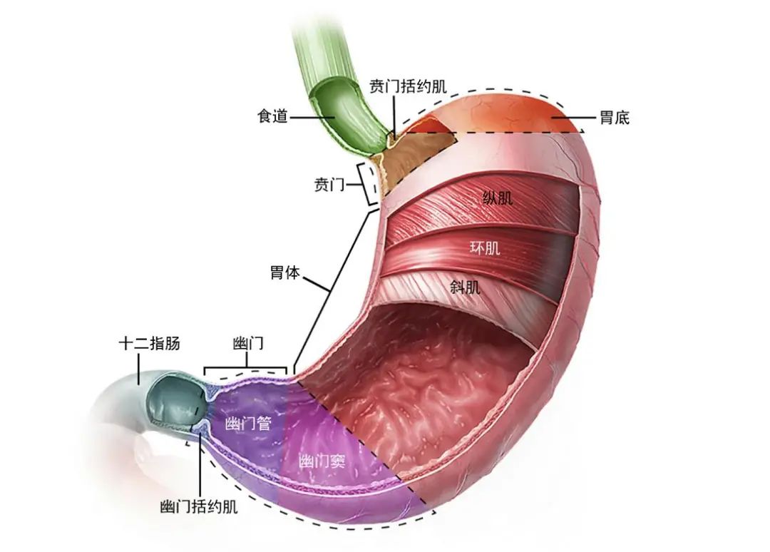 胃的位置在哪里、胃壁有几层、胃有什么主要生理功能?