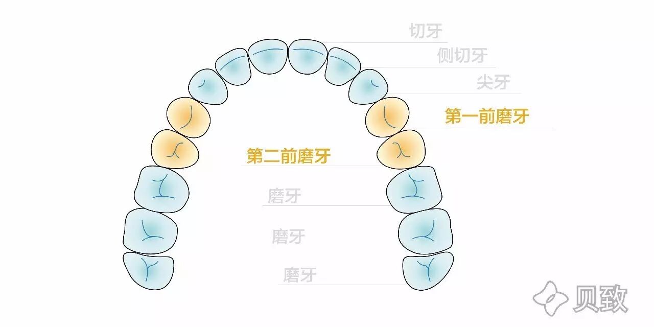 牙齿矫正究竟要不要拔牙