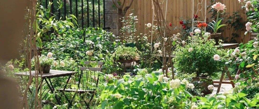 她用100㎡建成令人艳羡花草世界，美成人间仙境！