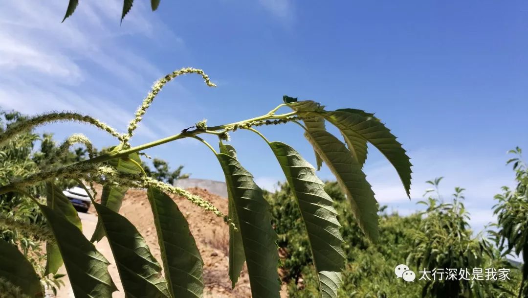 看 板栗雌花和雄花 第651期 太行深处是我家 微信公众号文章阅读 Wemp