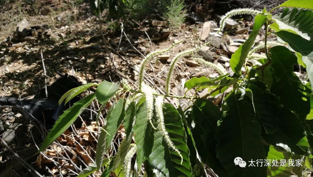 看 板栗雌花和雄花 第651期 太行深处是我家 微信公众号文章阅读 Wemp