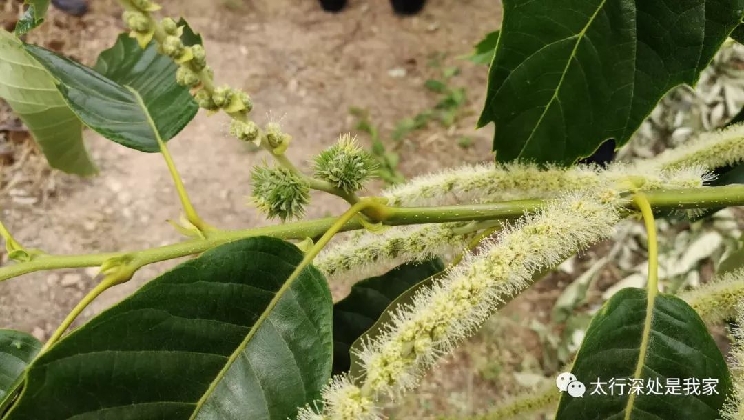 看 板栗雌花和雄花 第651期 太行深处是我家 微信公众号文章阅读 Wemp