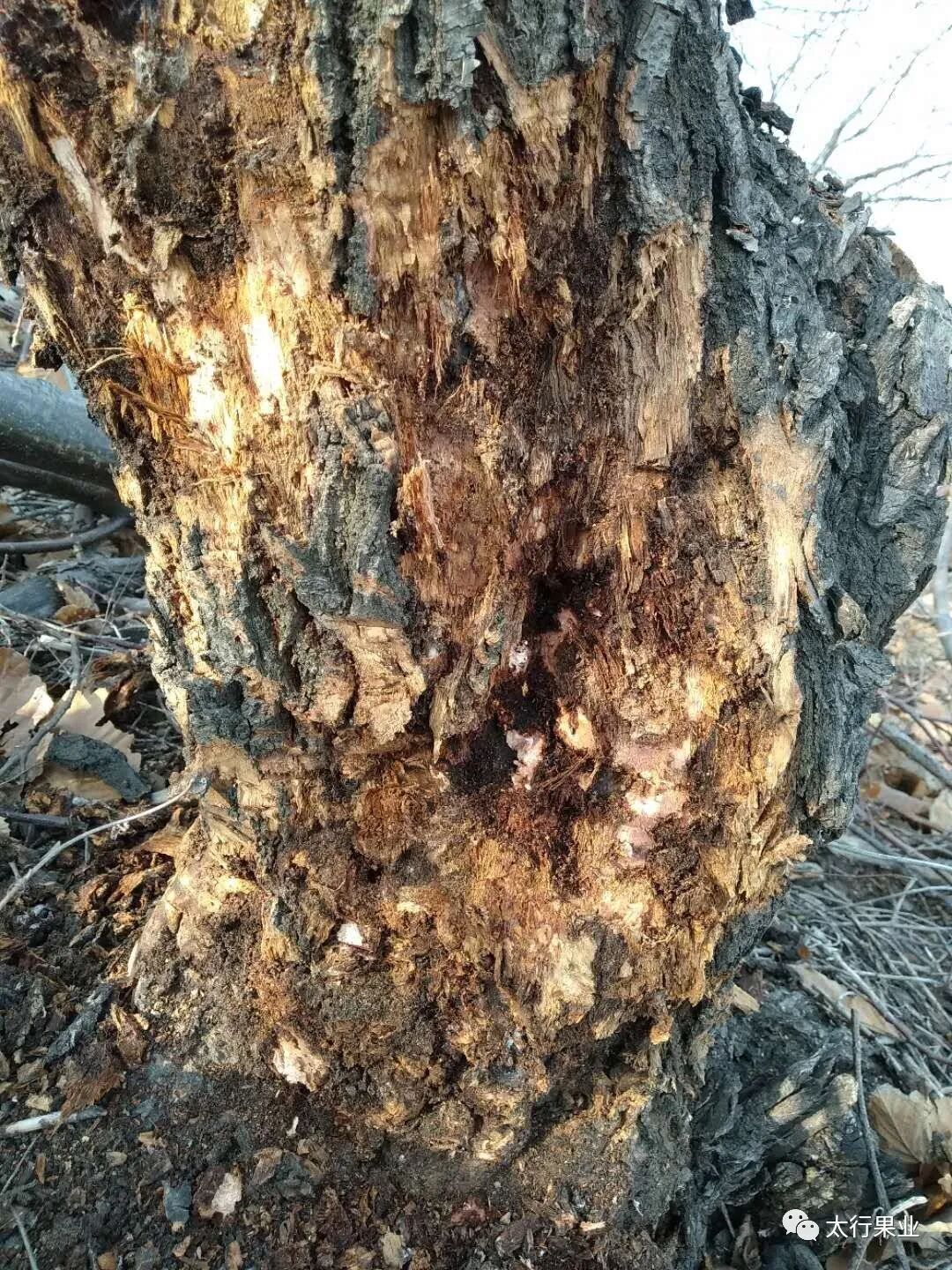 板栗树腐烂病的防治方法