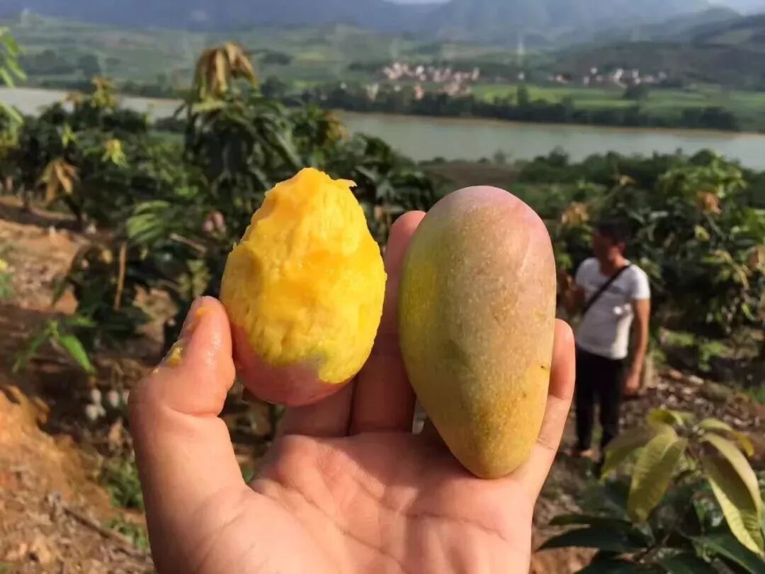 贵妃芒果_孕妇能吃贵妃芒果好吗_海南贵妃芒果