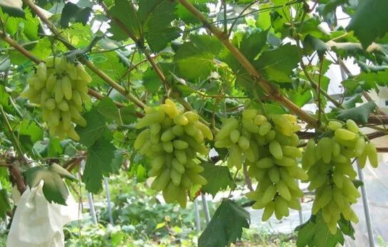 陕西葡萄网,葡萄膨大剂