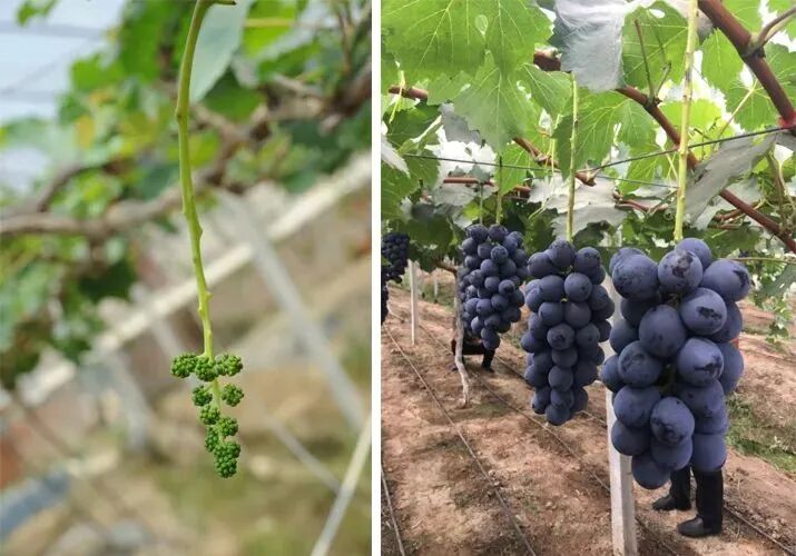 陕西植物调节剂