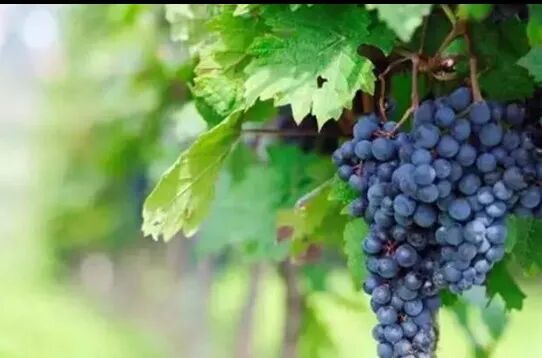 葡萄植调剂