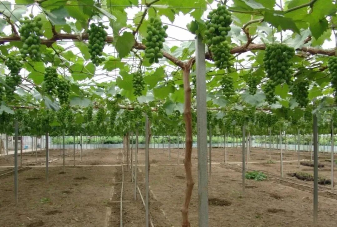 陕西葡萄网协会