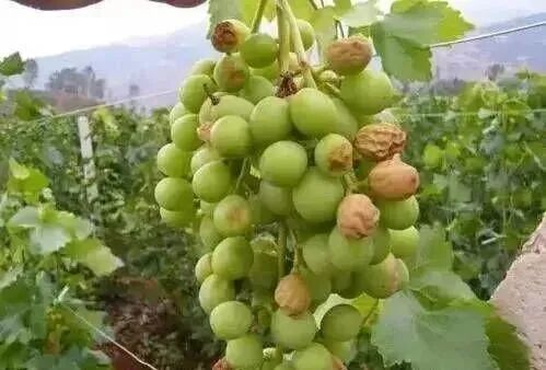 陕西葡萄网协会