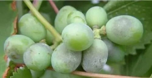 陕西葡萄网协会