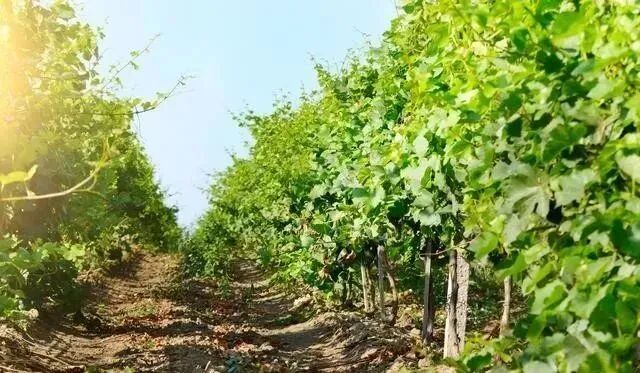 西安植物调节剂