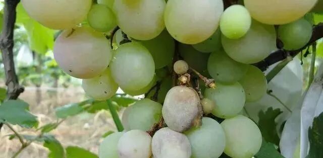 陕西植物调节剂