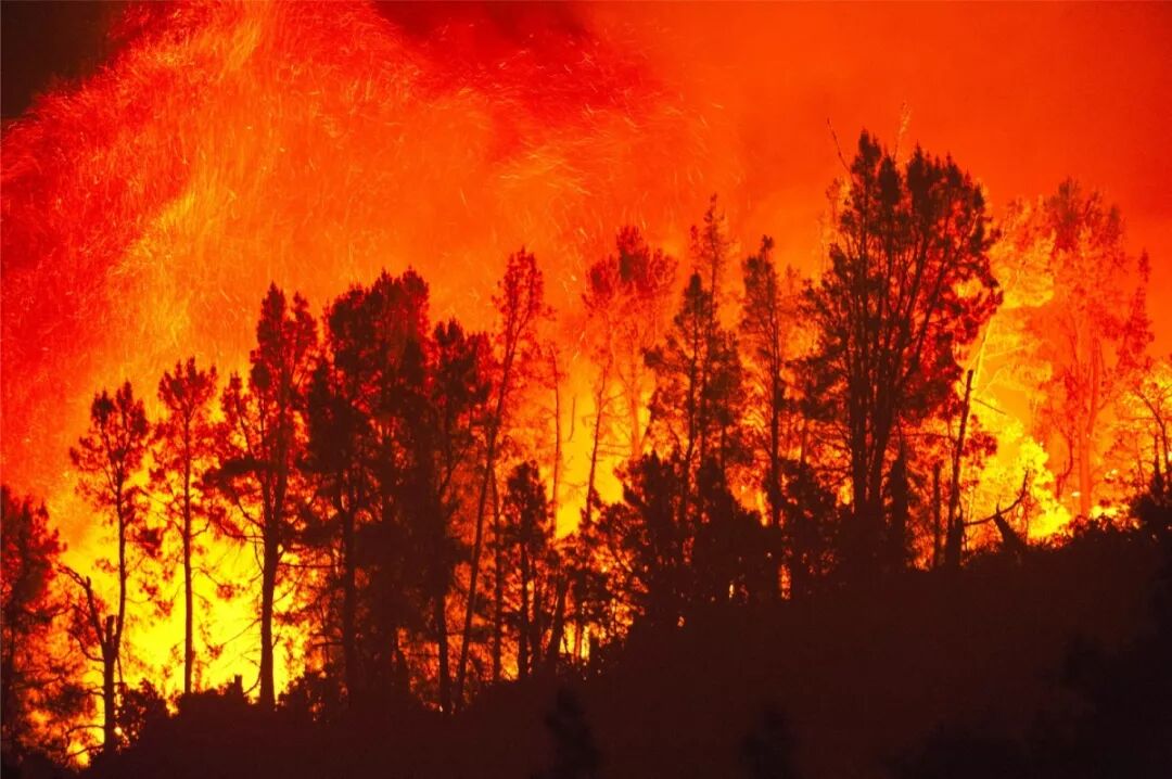 亚马逊森林大火的真相 自由微信 Freewechat