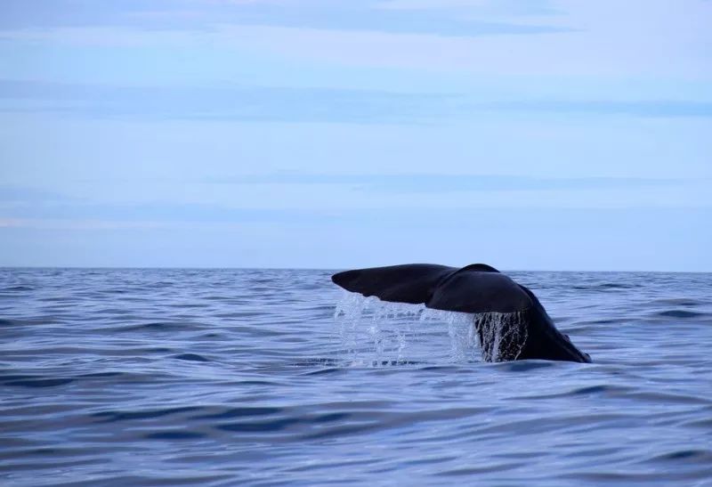 sperm-whale-2742574_960_720.jpg