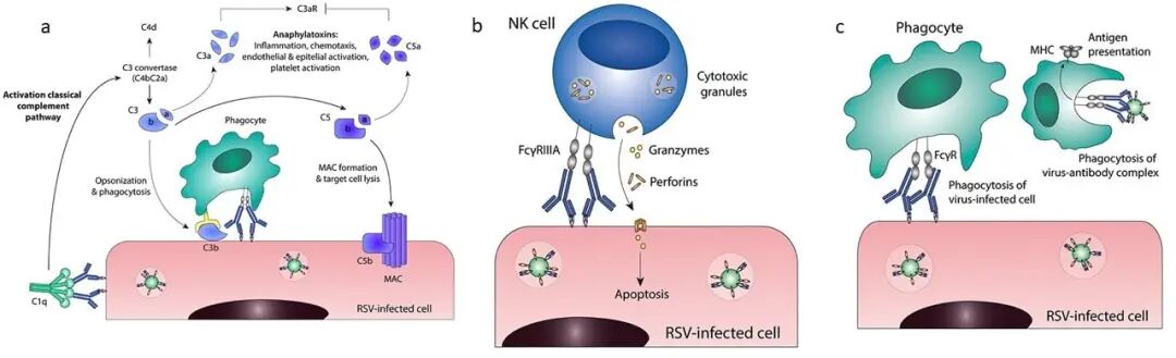 Schematic showing different Fc effector functions. A) Antibody-mediated complement activation. Binding of C1q to antibody-bound virus-infected cells leads to activation of the classical complement pathway. C3 convertase (C4bC2a) is formed and cleaves C3 into C3a and C3b. Active C4b can be cleaved into the enzymatically inactive form C4d, which serves as a marker for complement activation. Further downstream in the classical complement pathway, C5 is cleaved into C5a and C5b. C3a and C5a are anaphylatoxins that stimulate a pro-inflammatory environment, although they act in different ways: C3a induces C3aR signaling, whereas C5a inhibits C3aR expression. C3b binds to pathogens and infected cells, leading to phagocytosis through complement receptors found on immune cells. The terminal complement components will assemble into the membrane attack complex (MAC), resulting in direct lysis of the infected cell. C3aR, C3a Receptor; MAC, membrane attack complex; RSV, respiratory syncytial virus. B) Antibody-dependent cell-mediated cytotoxicity (ADCC). Fc gamma receptors present on for example natural killer (NK) cells engage antibody-bound infected cells and induce target cell death through the release of cytotoxic granules. FcγRIIIA, Fc gamma receptor IIIA; NK cell, natural killer cell; RSV, respiratory syncytial virus. C) Antibody-dependent cellular phagocytosis (ADCP). Phagocytes can clear virus-infected cells and immune complexes that are engaged by Fc gamma receptors through phagocytosis. Uptake of viral particles or proteins leads to antigen presentation, which induces the adaptive immune system. FcγR, Fc gamma receptor; MHC, major histocompatibility complex; RSV, respiratory syncytial virus.