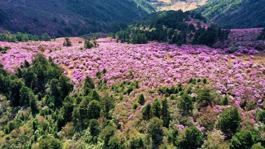 索玛花海上线邂逅一场浪漫花开