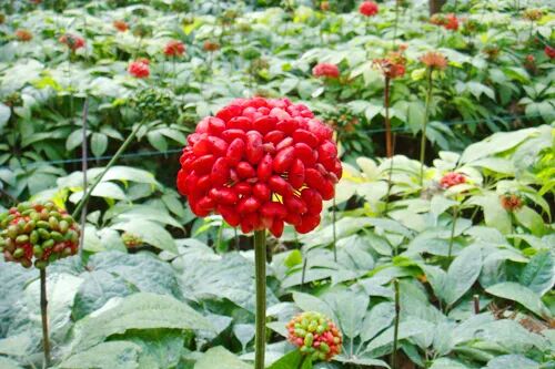 这种药材被称为“金不换”，它的根、花都是一味良药，可活血化瘀