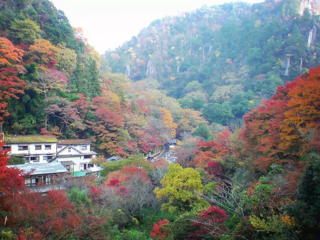 日本的最后一抹艳色 九州的绝色暮秋 锦江旅游出境游 微信公众号文章阅读 Wemp