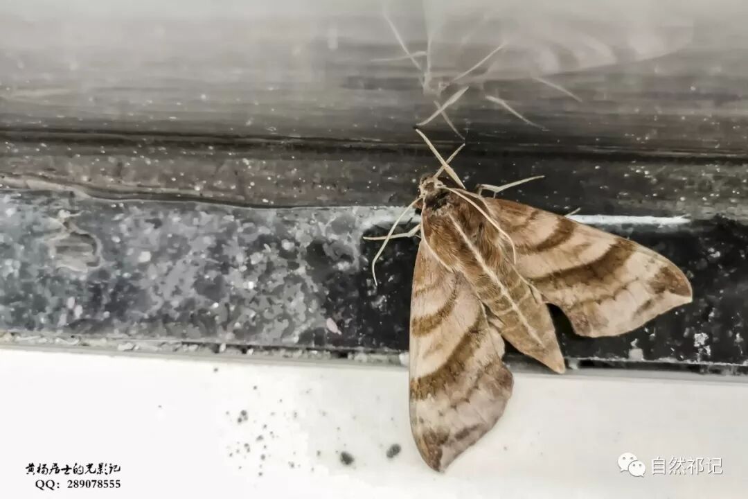 昆虫记 葡萄天蛾 自然祁记 微信公众号文章阅读 Wemp