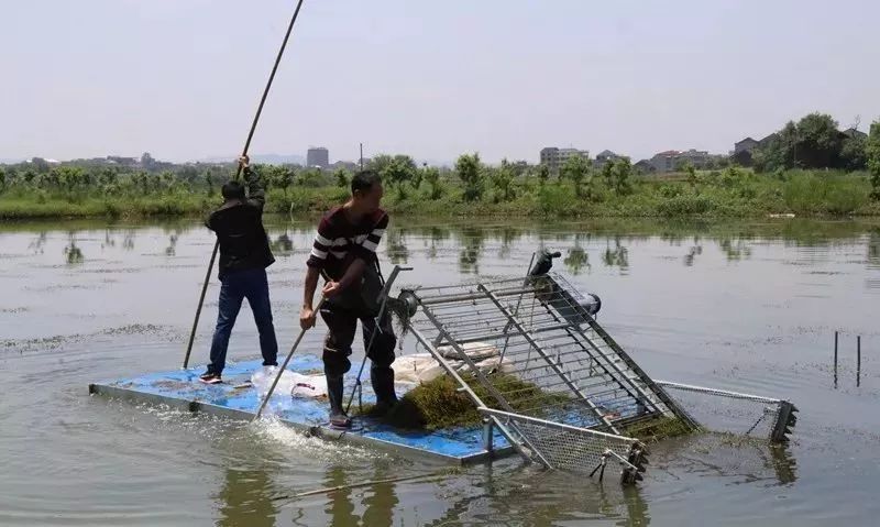 致富经养虾_致富经养殖虾_致富经室内养虾视频