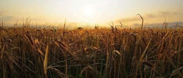 优秀的父母，都会这样培养孩子！