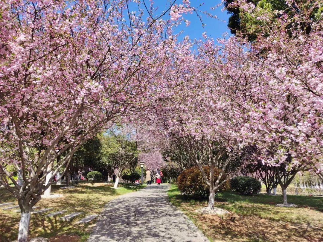 襄阳市市花图片