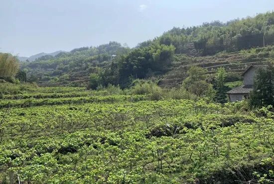 农村创业项目种植_适合农村种植的创业项目_农村种植创业好项目