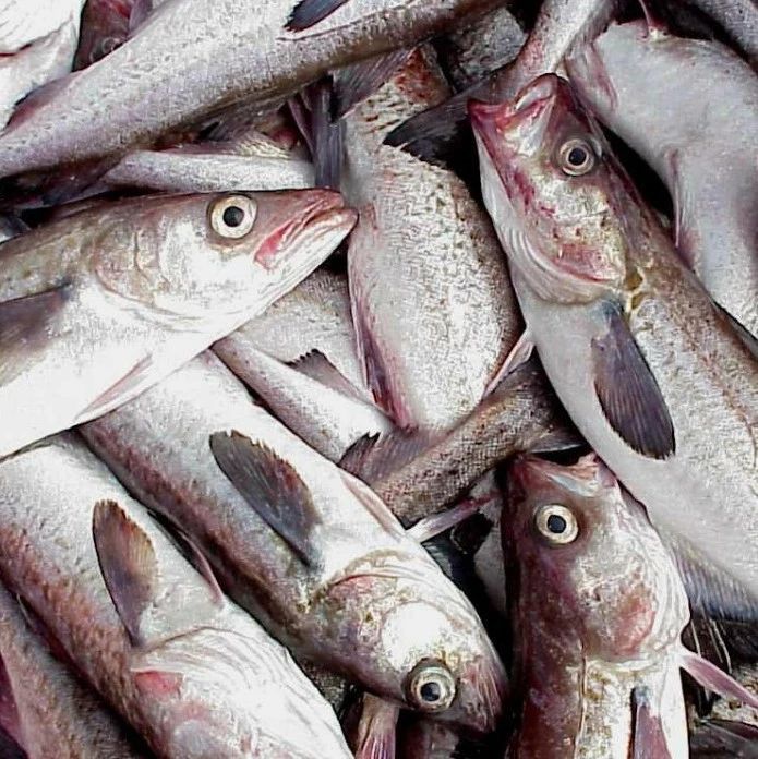 俄罗斯计划将白令海狭鳕捕捞量增加36%！