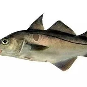 挪威和俄罗斯的巴伦支海鳕鱼、黑线鳕配额建议推迟两个多月！