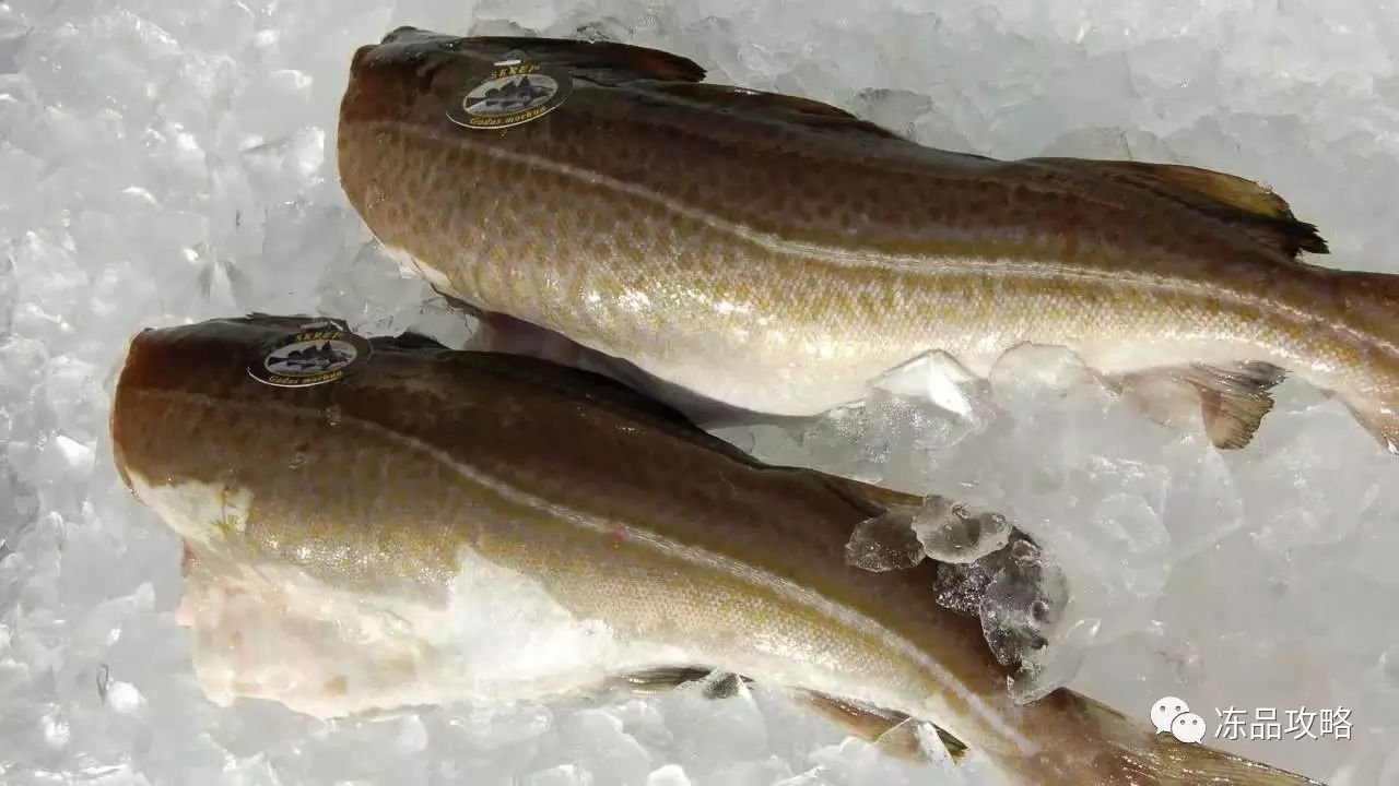 挪威产的鳕鱼以大西洋鳕为主,同时还有挪威特产的skrei(北极鳕鱼)
