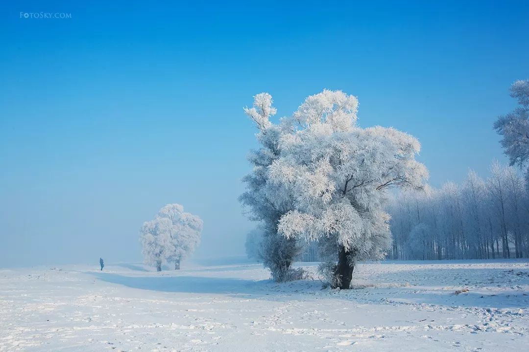 凜冬過半，櫻花、霧凇與極光你都拍了嗎？ 未分類 第42張
