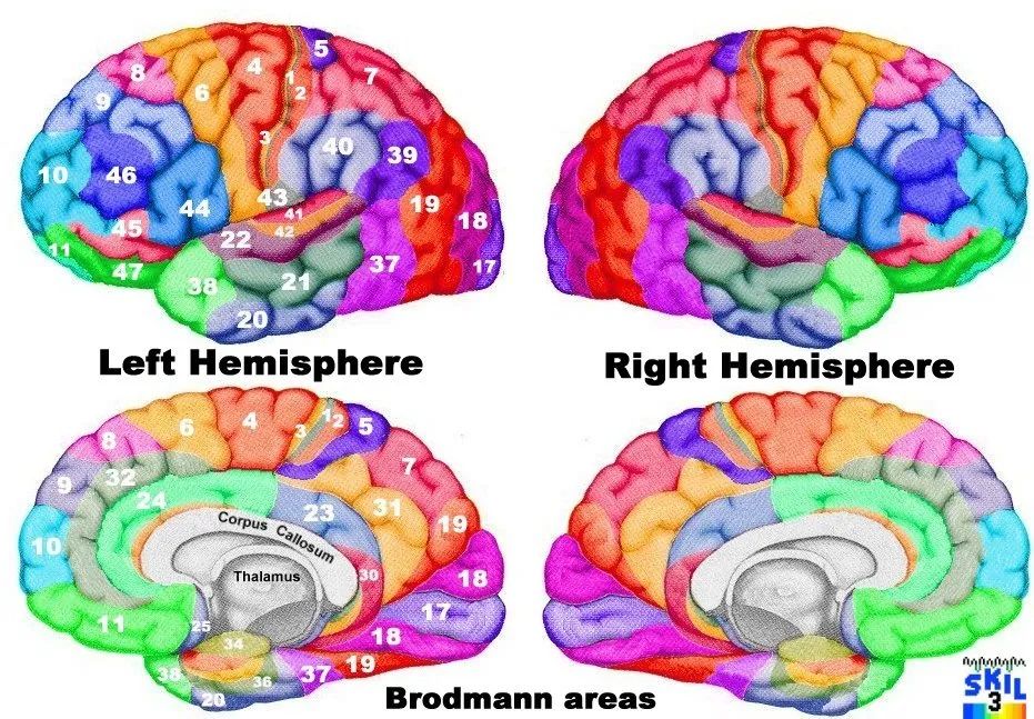 brodmann大腦皮層分區美圖