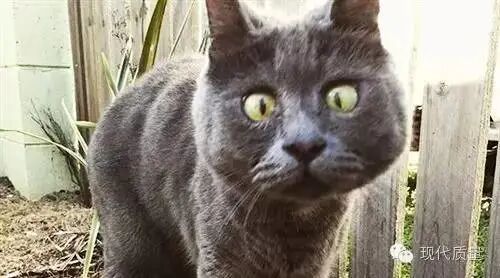 王书金被执行死刑之有多少冤屈可以被洗刷！