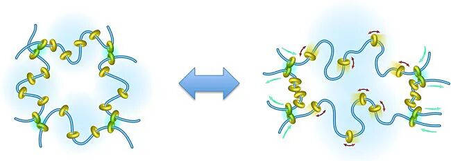 Science：滑動環水凝膠，20年前老idea也能做出新意的圖4