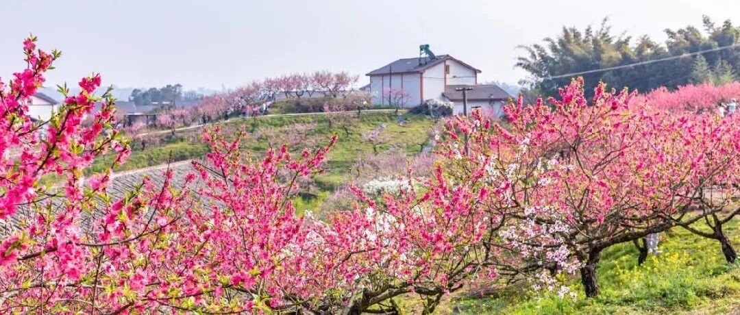 中国乡村游 | 来重庆，赏花赏水赏春色