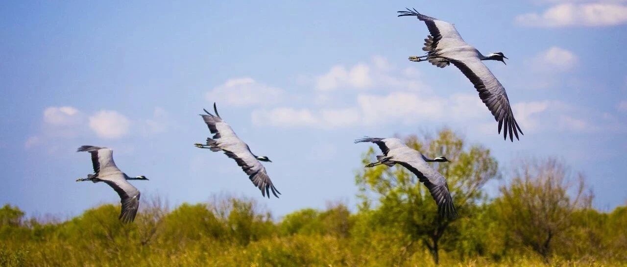 新闻 | 正是观鸟好季节！黄河口生态旅游区推出“观鸟秘境”