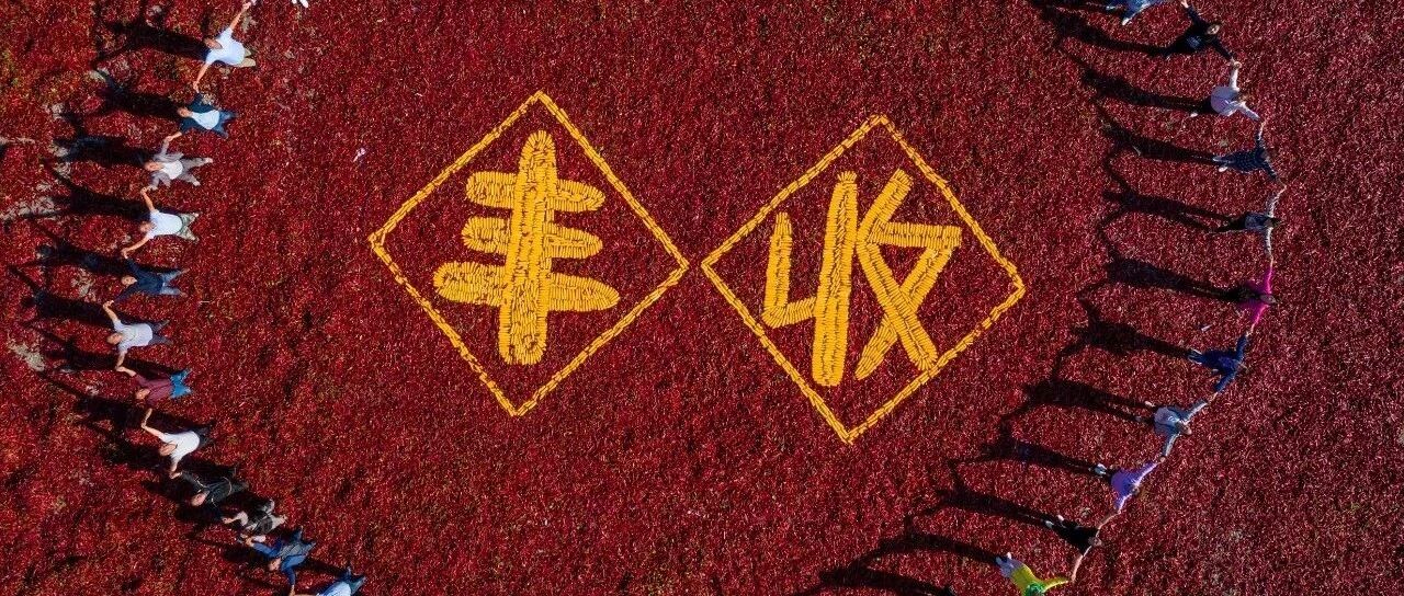 新闻 | 新疆安集海：晒辣椒引来金秋客